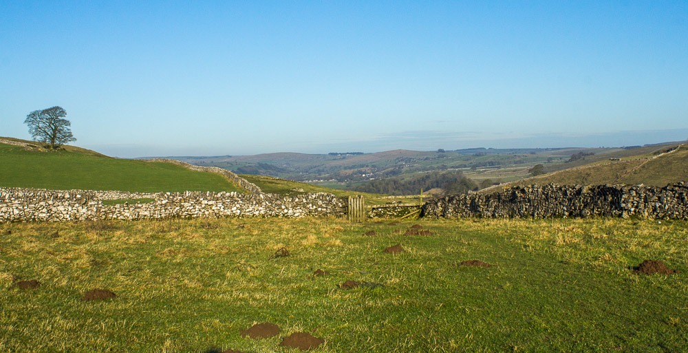 Carder Low